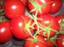 Tomates grappes